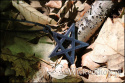 Amulet Pentagram - Gwiezdna Czerń