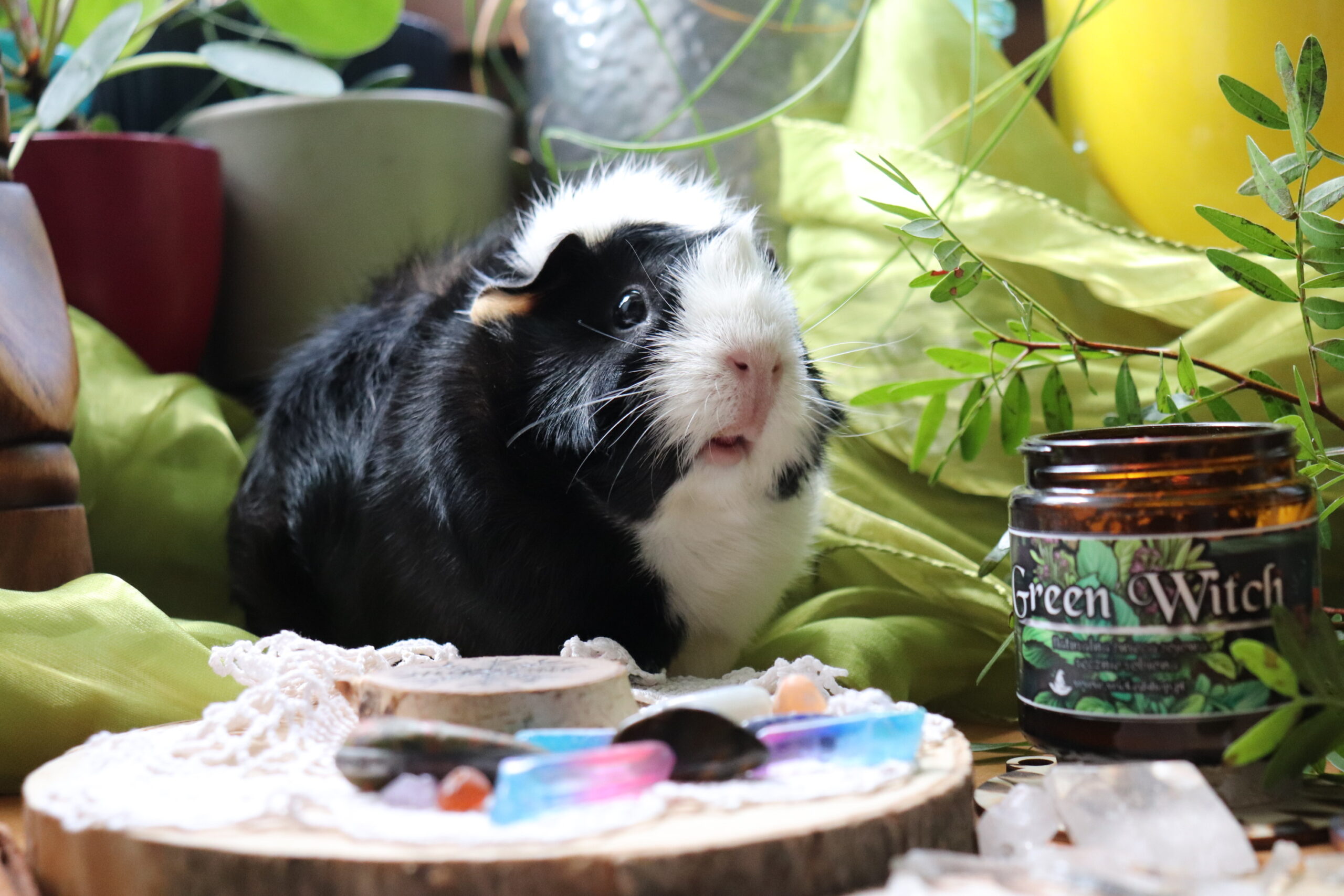 świeca sojowa green witch