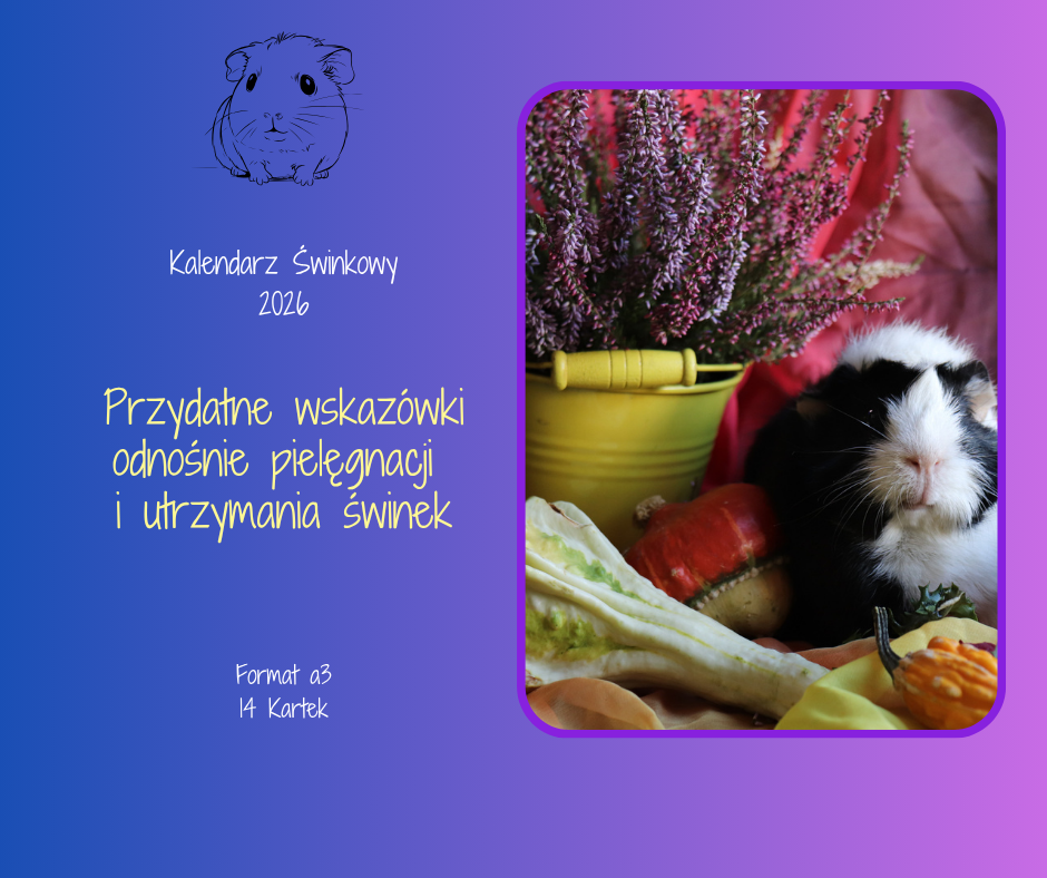 Kalendarz Świnki Morskie - ścienny - Świnkowy Rok 2026 - A3 - 7 kartek