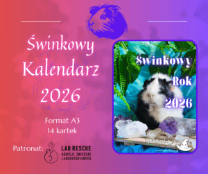 Kalendarz Świnki Morskie - ścienny - Świnkowy Rok 2026 - A3 - 7 kartek