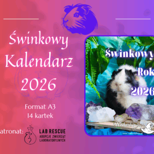 Kalendarz Świnki Morskie - ścienny - Świnkowy Rok 2026 - A3 - 7 kartek